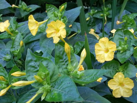 Mirabilis jalapa (Yellow)